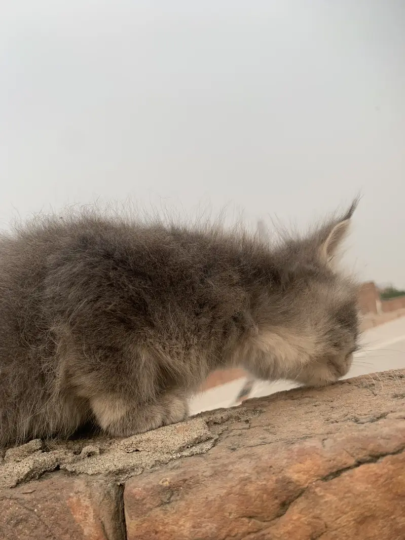 Cat  Persian & Kitten — photo 3