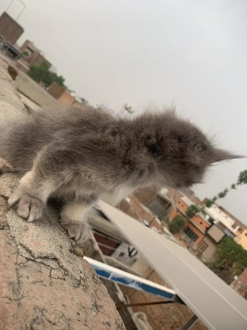 Cat  Persian & Kitten — photo 4