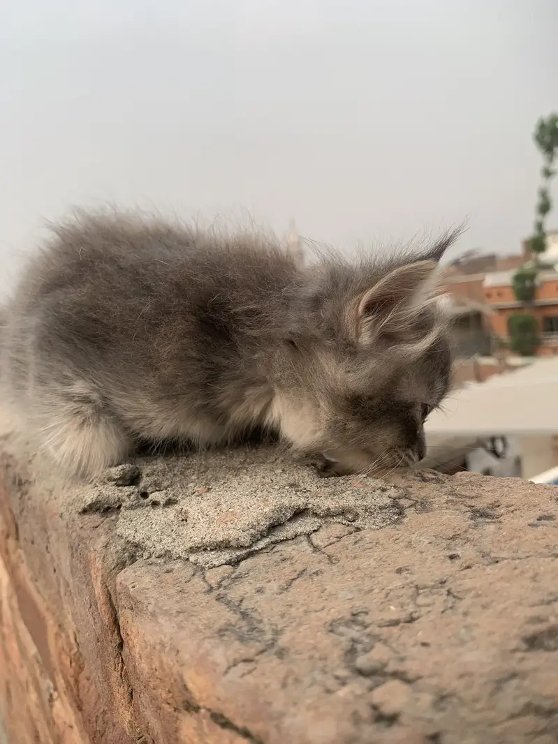Cat  Persian & Kitten — photo 5