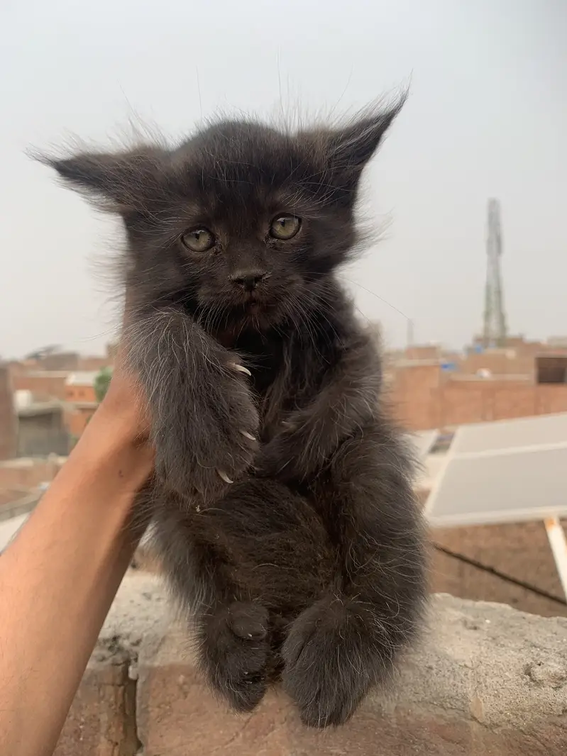 Cat  Persian & Kitten — photo 6
