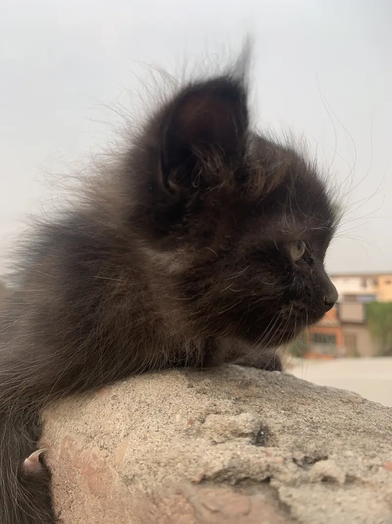 Cat  Persian & Kitten — photo 7