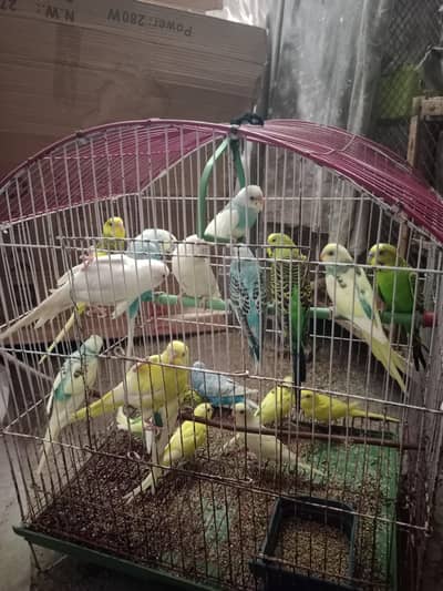Australian badugies
