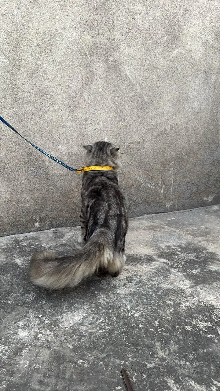 Lion hair Persian male cat — photo 4