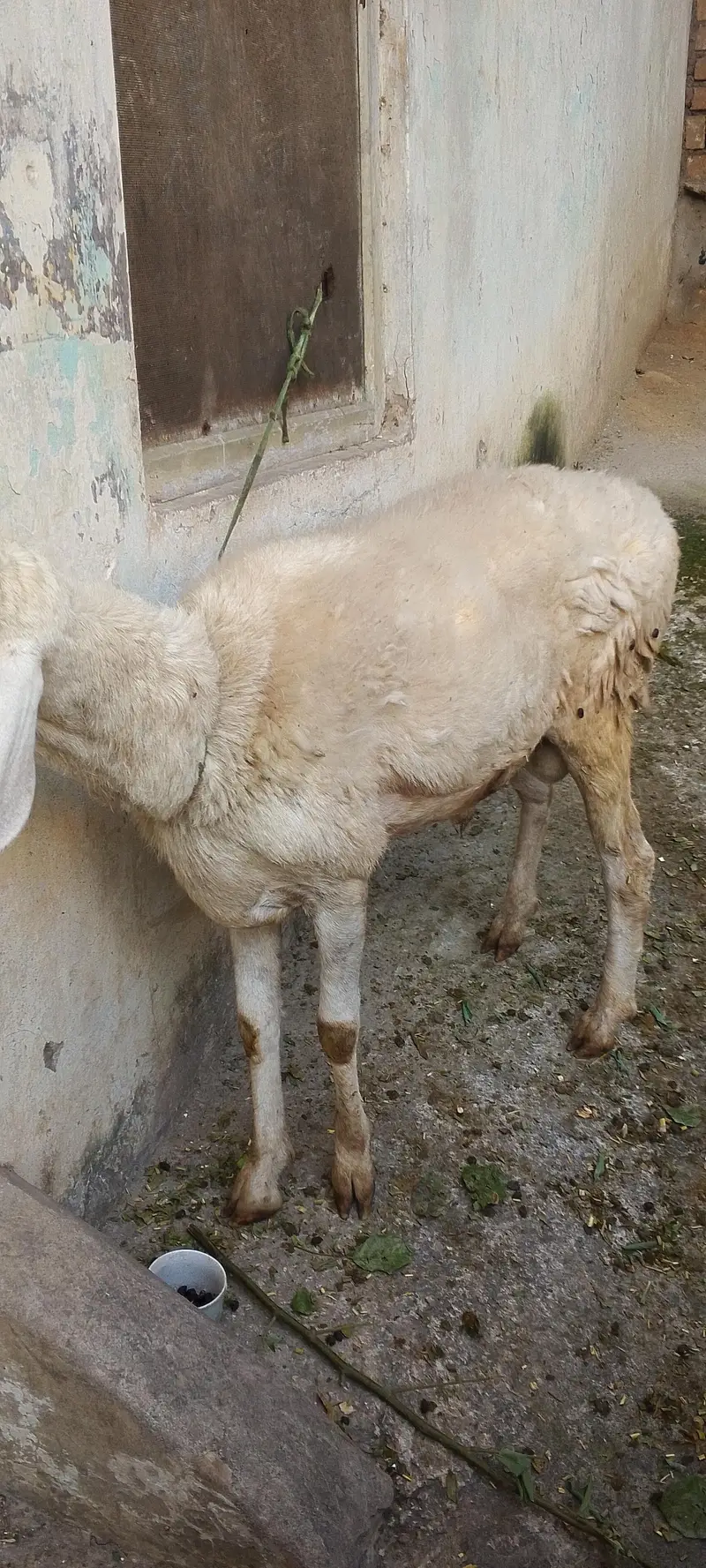 Dumba laat Wala aik Saal umar — photo 2