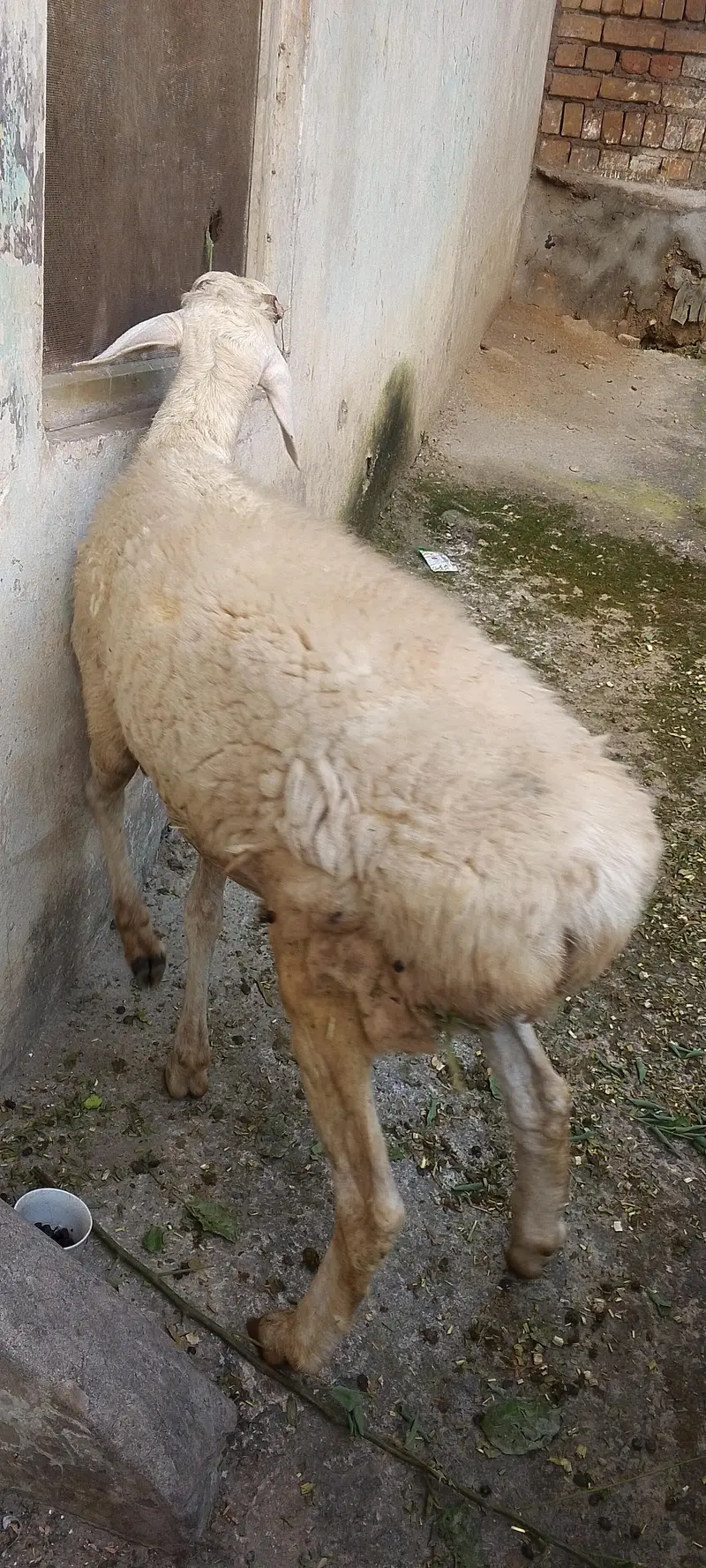 Dumba laat Wala aik Saal umar — photo 3