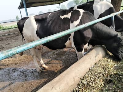 Holstein  Friesian  cow