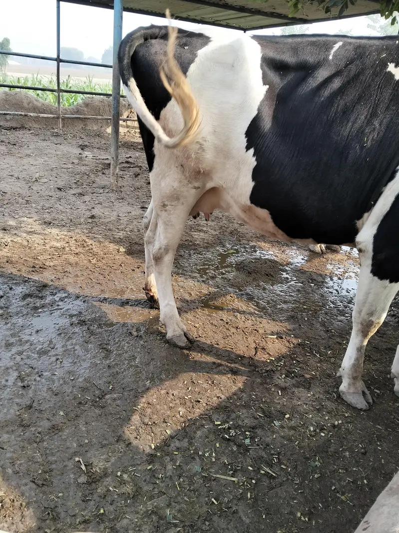 Holstein  Friesian  cow — photo 2
