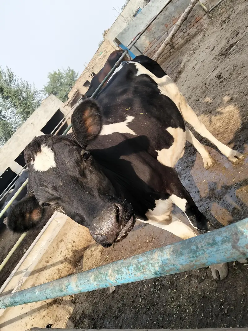 Holstein  Friesian  cow — photo 3