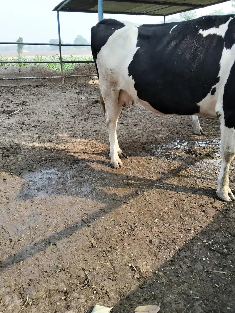 Holstein  Friesian  cow — photo 4