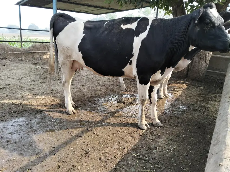 Holstein  Friesian  cow — photo 5