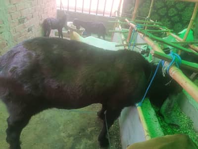 Desi nagra bakra for sell