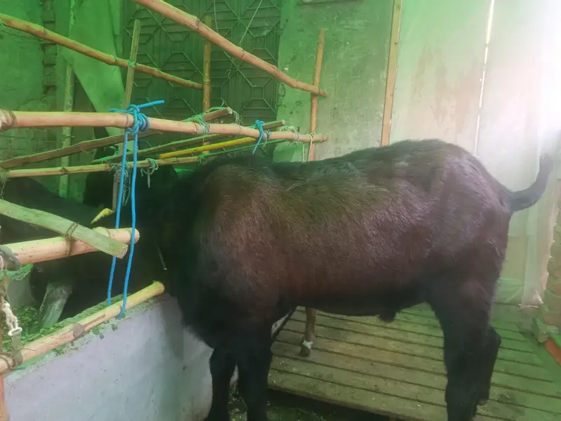 Desi nagra bakra for sell — photo 4