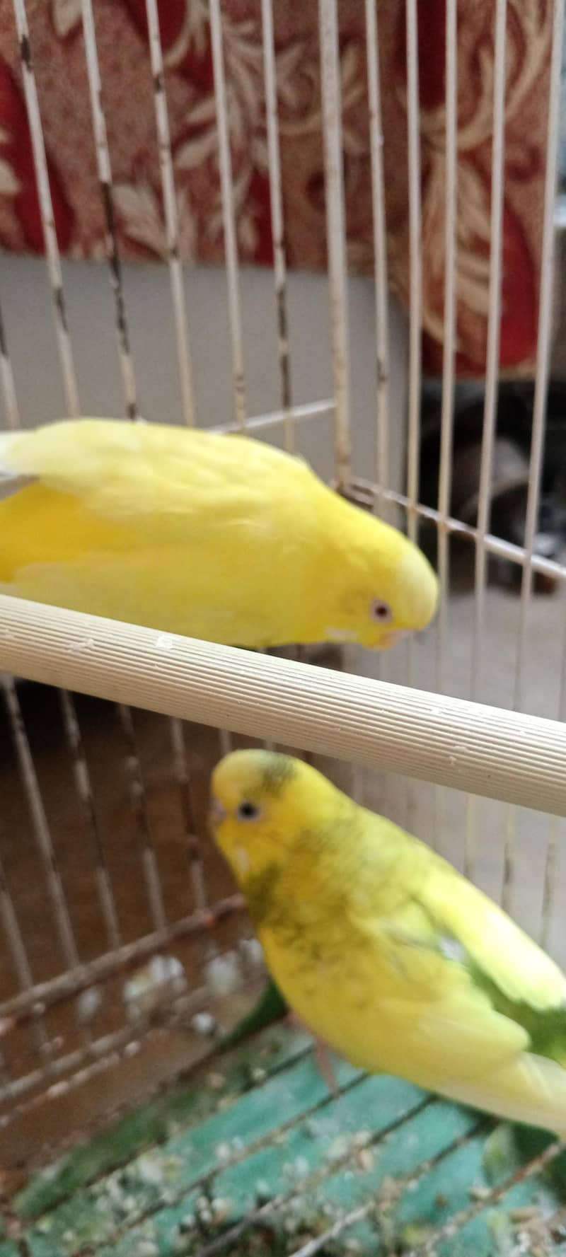 Australian  parrots 1