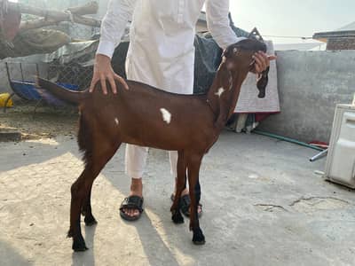 Urgent sale 2 female goats 03004483391 only whatsapp