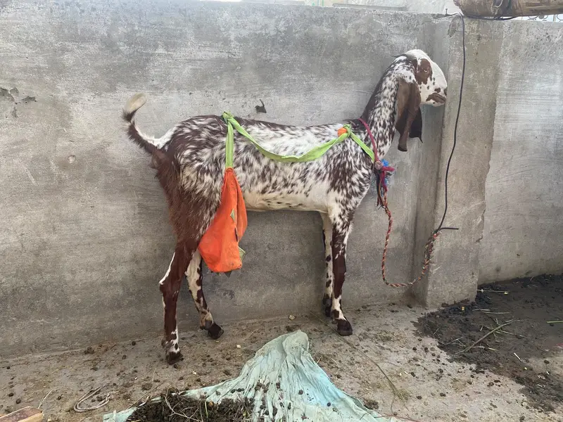 Urgent sale 2 female goats 03004483391 only whatsapp — photo 4