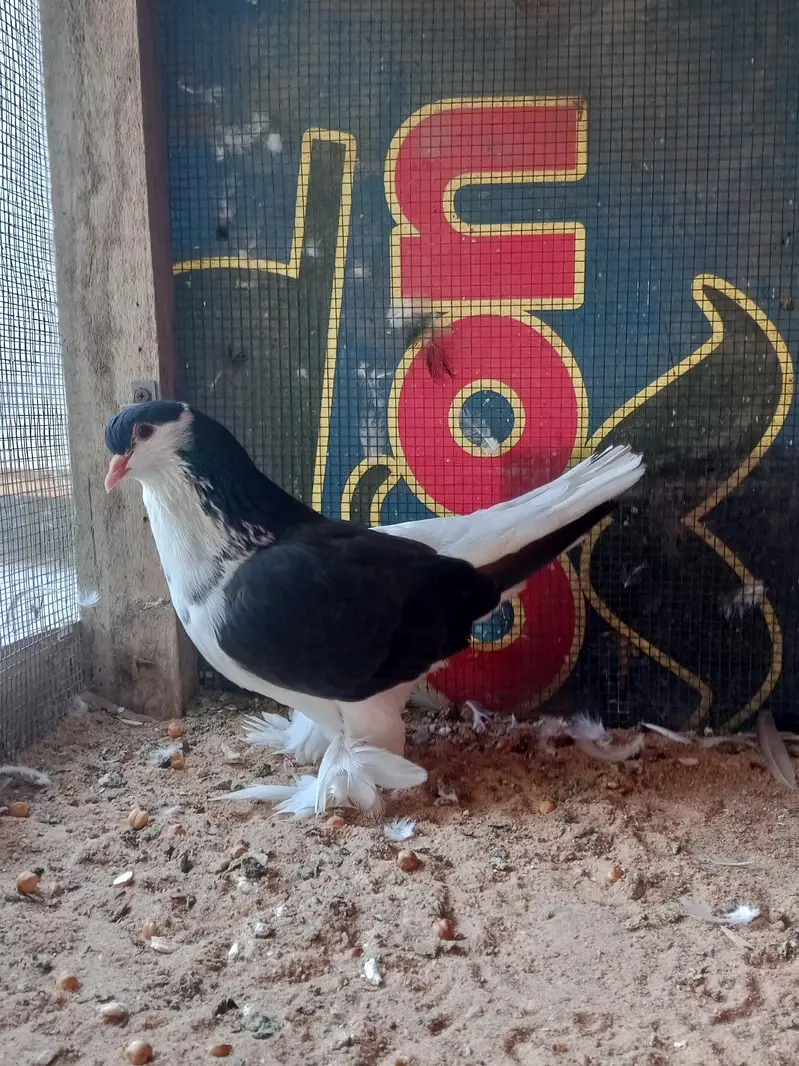 Sherazi Pigeon — photo 2