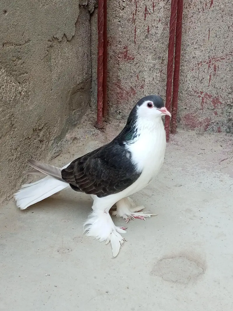 Sherazi Pigeon — photo 3
