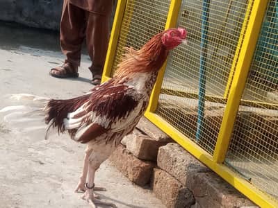 chena aseel murga for sale