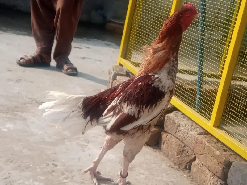 chena aseel murga for sale — photo 2