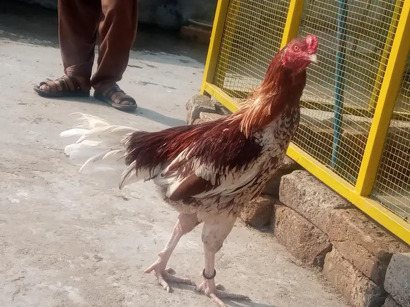 chena aseel murga for sale — photo 3