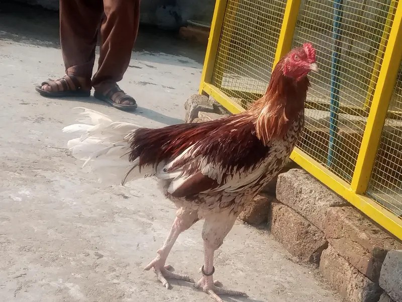 chena aseel murga for sale — photo 4