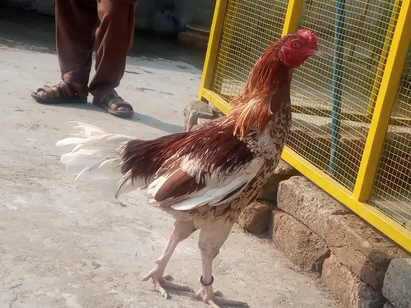 chena aseel murga for sale — photo 5