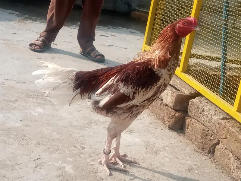 chena aseel murga for sale — photo 6