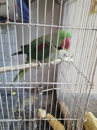 Raw Parrot