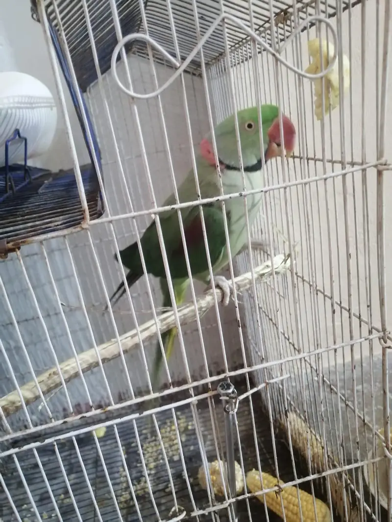 Raw Parrot — photo 2