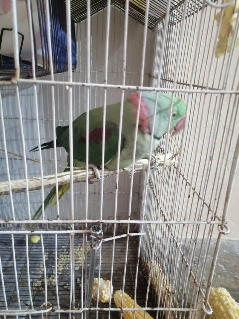 Raw Parrot 2