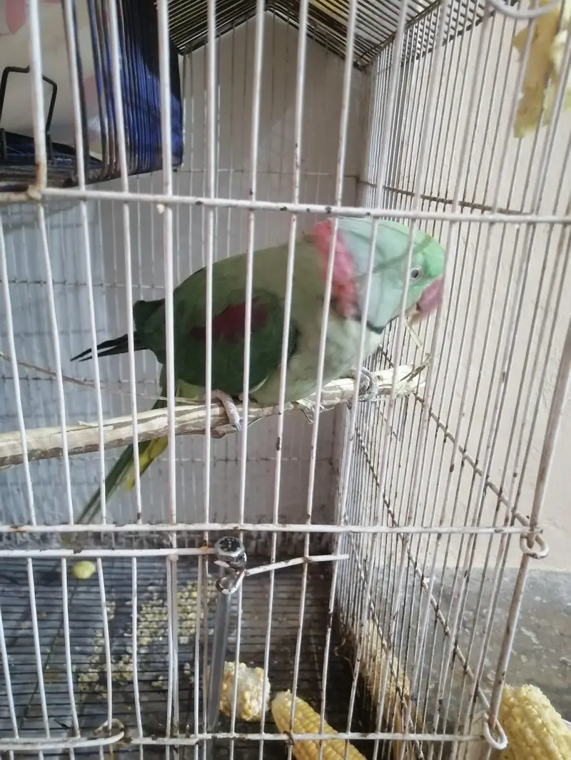 Raw Parrot — photo 3