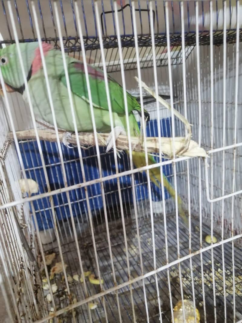 Raw Parrot 3