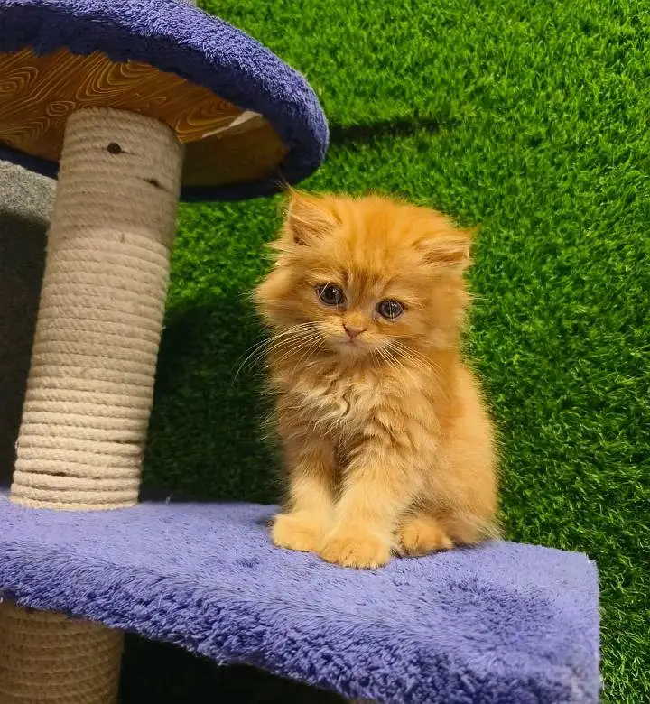 Persian cats WhatsApp 03470246622 /@#&#&#&5000 — photo 5