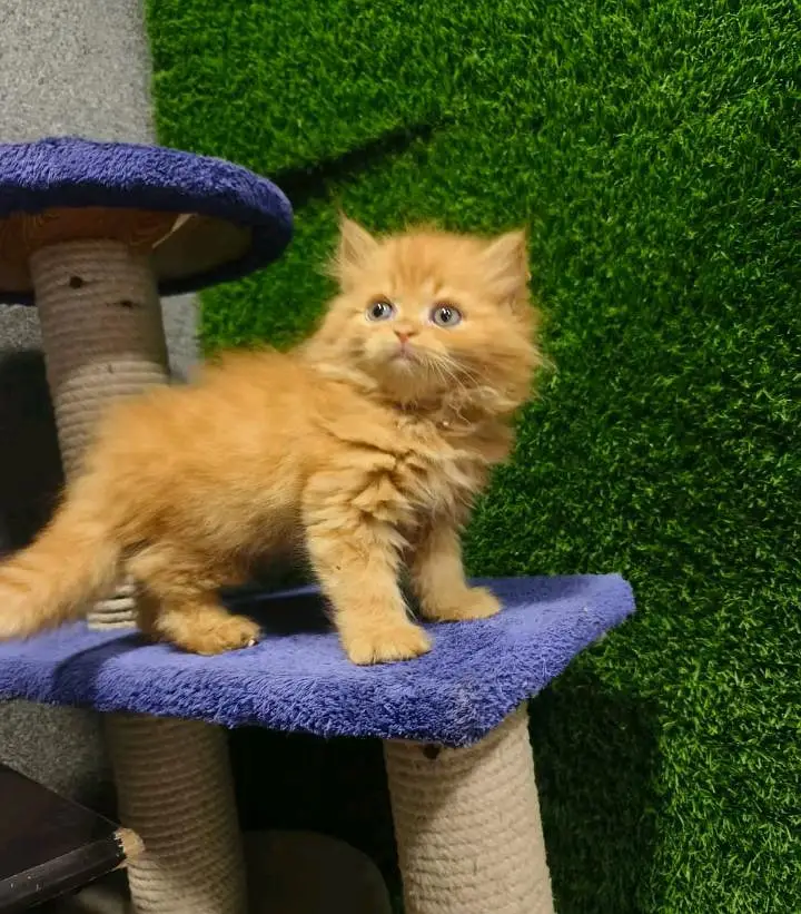 Persian cats WhatsApp 03470246622 /@#&#&#&5000 — photo 6