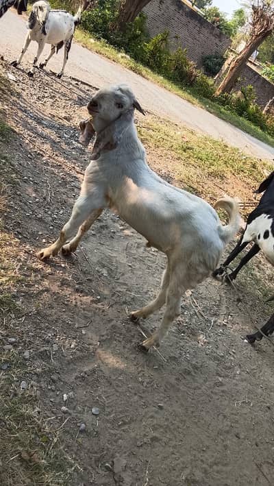 white Bakra