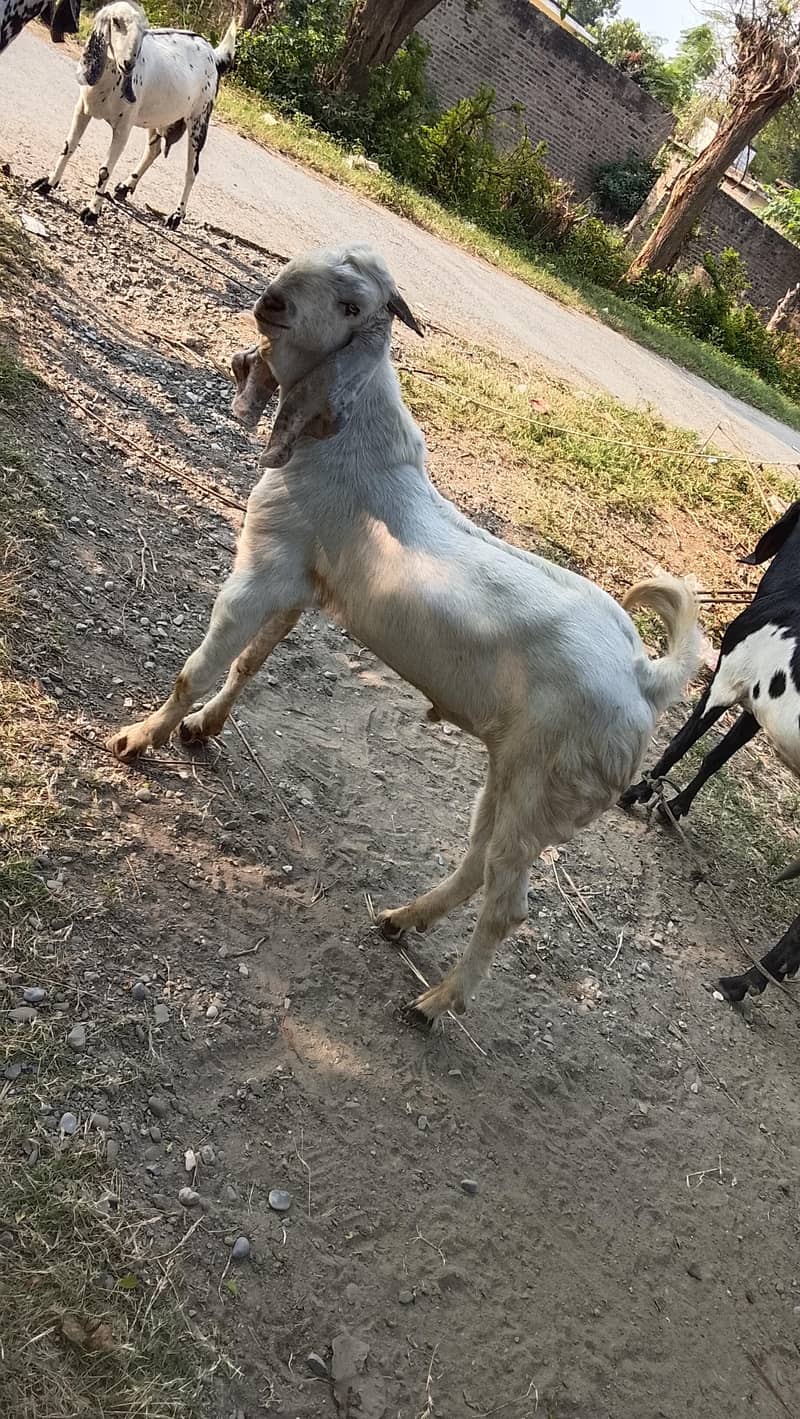 white Bakra 0