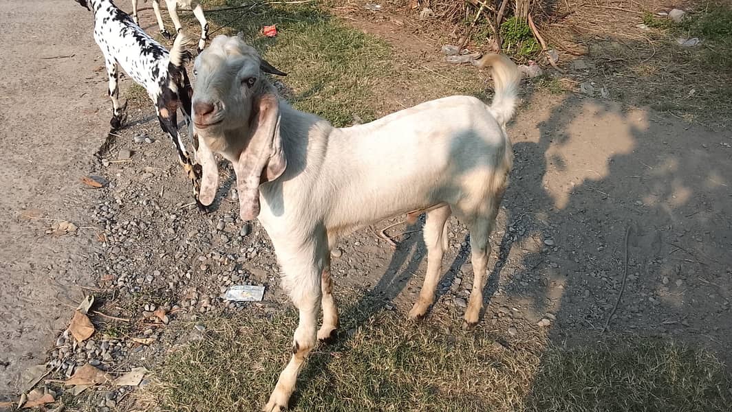 white Bakra 1