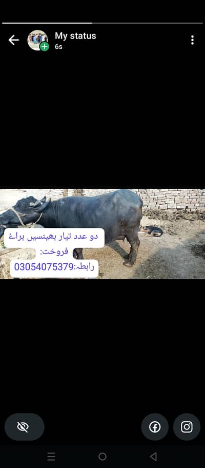 دو عدد تیار بھینسیں براۓ فروخت