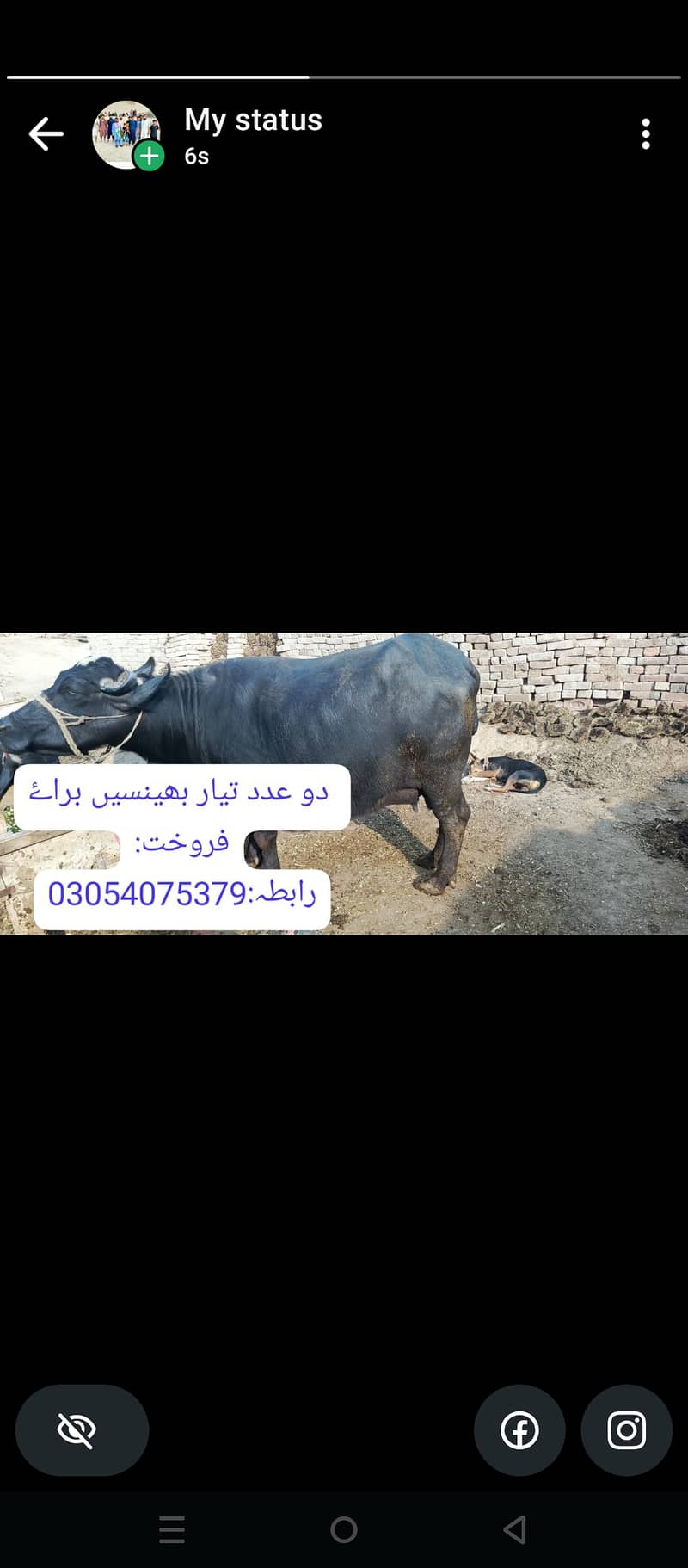 دو عدد تیار بھینسیں براۓ فروخت 0