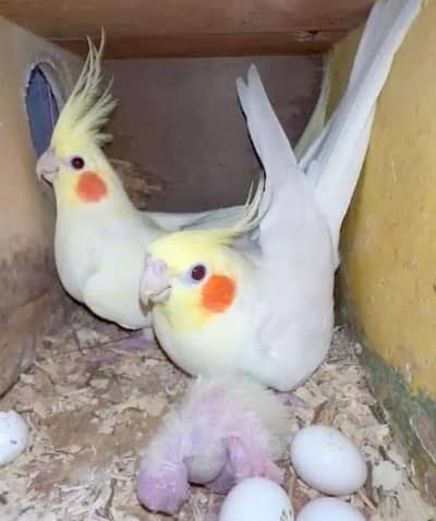 cocktail breeder pair for sale in reasonable price