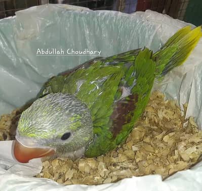 Kashmiri Raw Chick Male Active Healthy