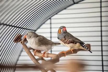Zebra Finches Pair