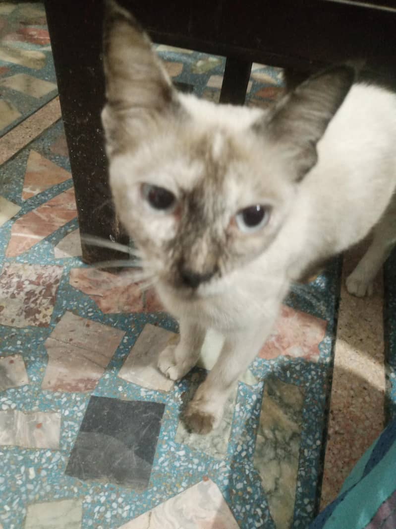 Siamese cat 0