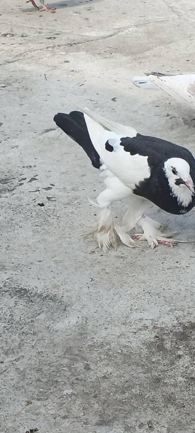 gubara female for sale. 03125125315