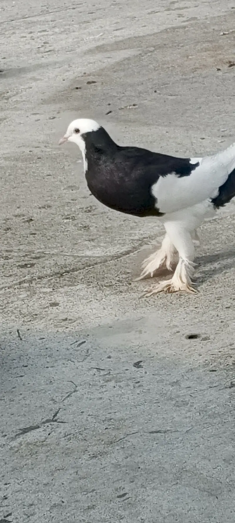 gubara female for sale. 03125125315 — photo 2