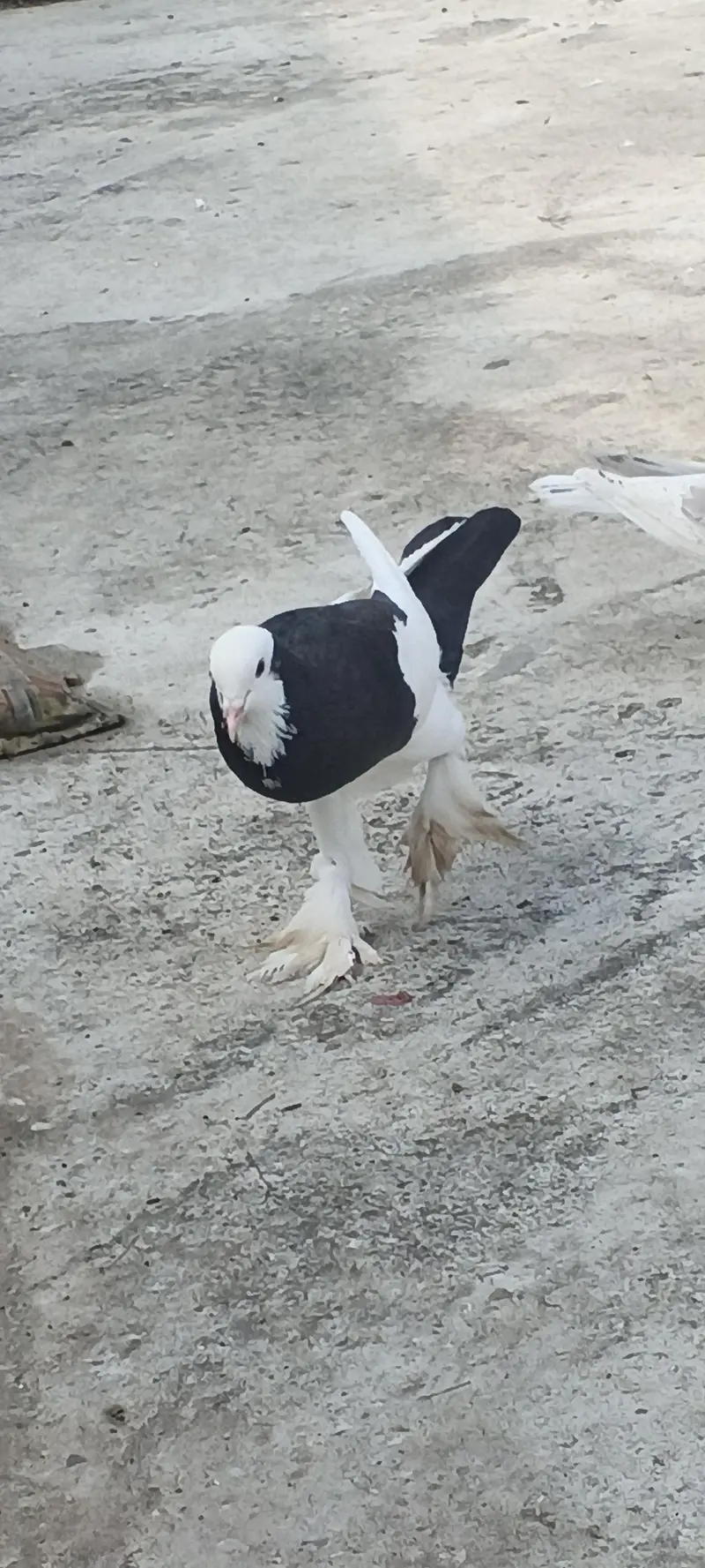 gubara female for sale. 03125125315 — photo 3