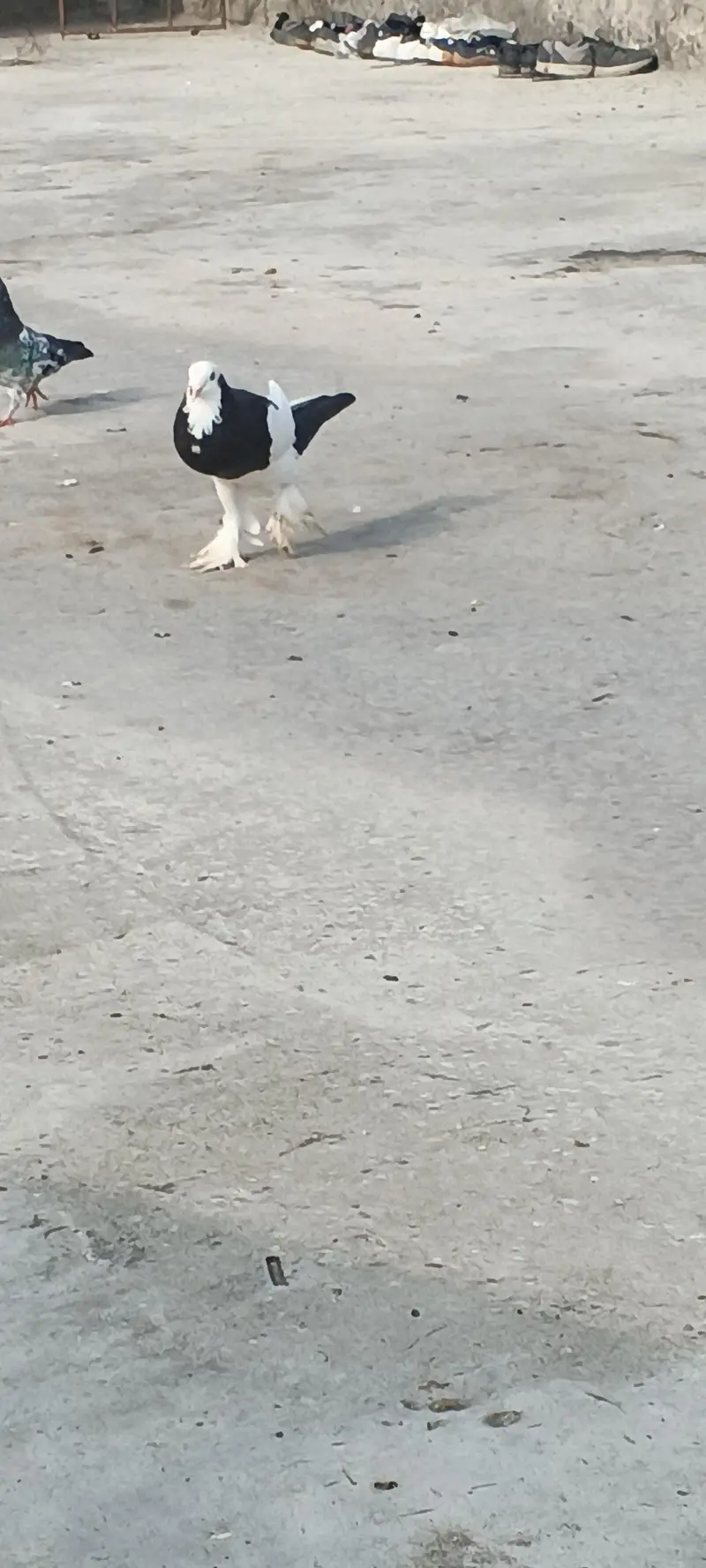 gubara female for sale. 03125125315 — photo 4