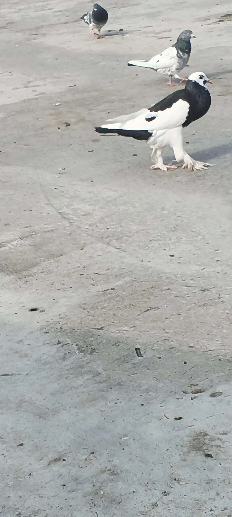 gubara female for sale. 03125125315 — photo 6