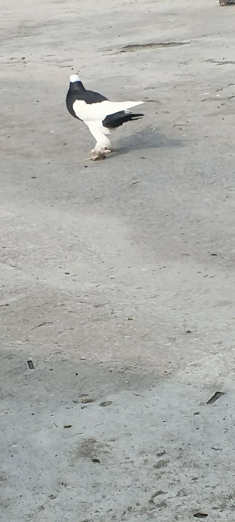 gubara female for sale. 03125125315 — photo 7