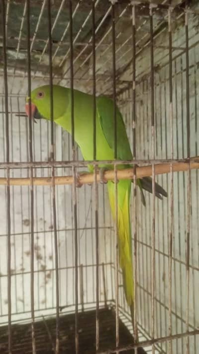 ringneck female